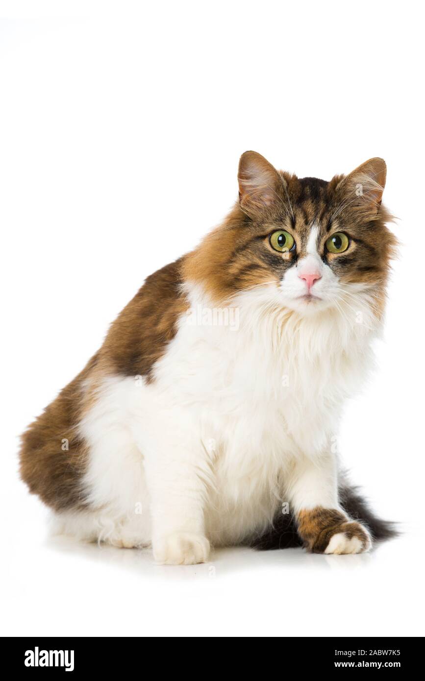 Long-haired domestic cat on white background Stock Photo - Alamy