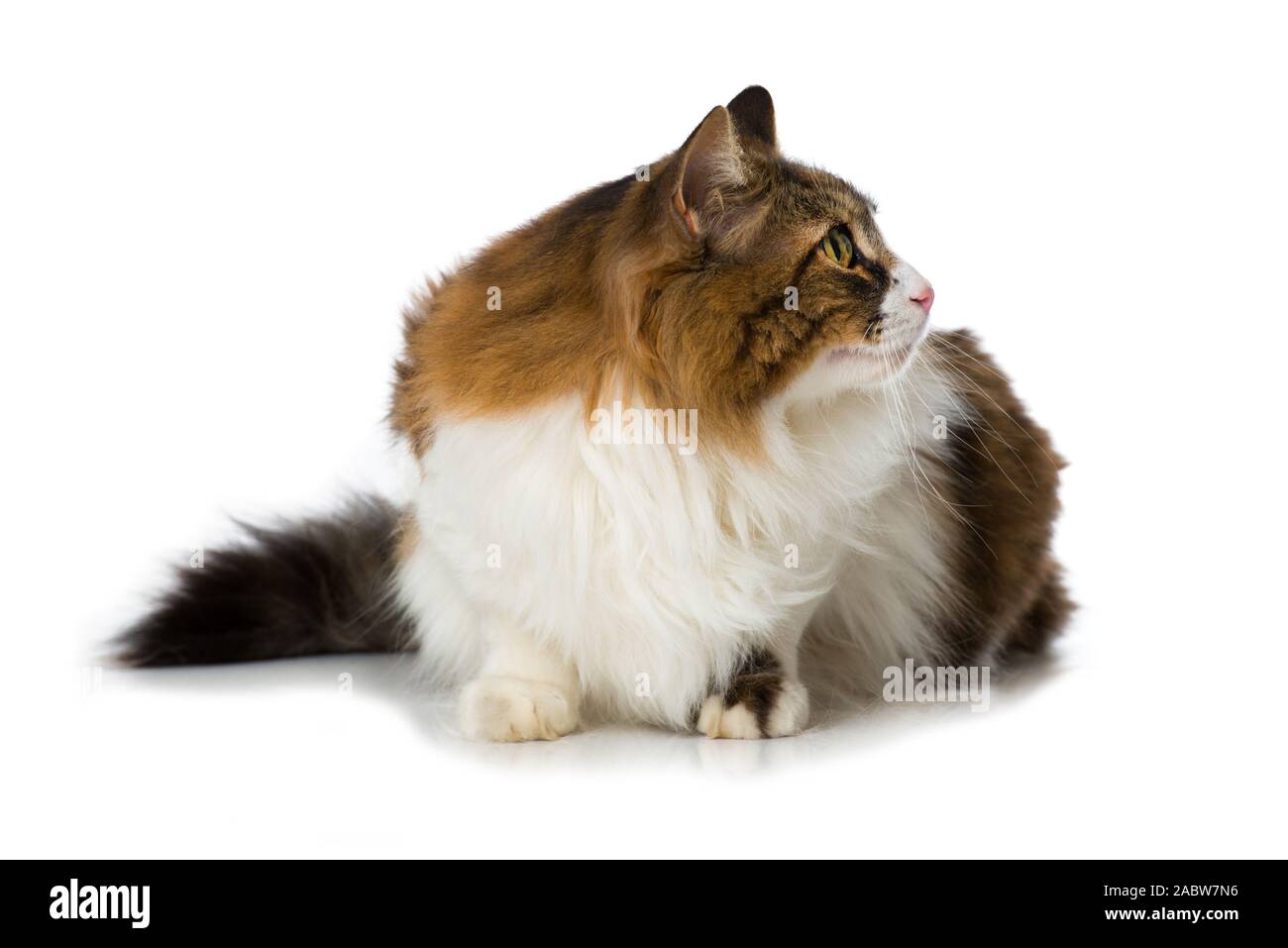 Long-haired domestic cat on white background Stock Photo - Alamy