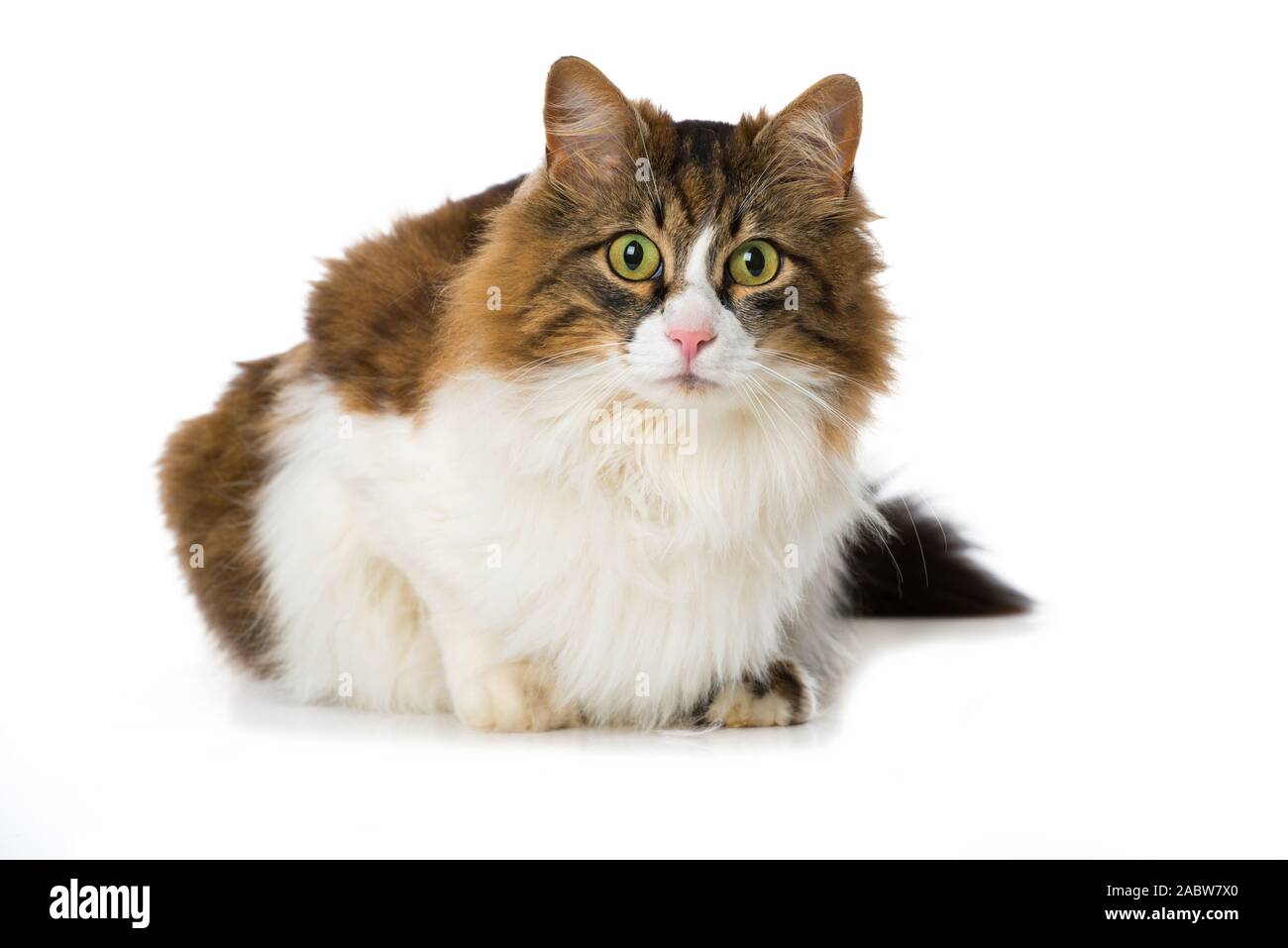 Long-haired domestic cat on white background Stock Photo - Alamy