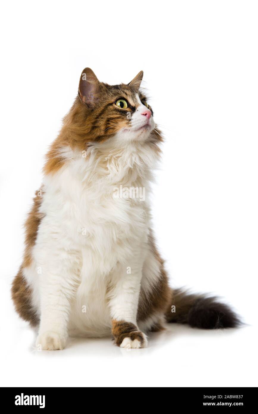 Long-haired domestic cat on white background Stock Photo - Alamy