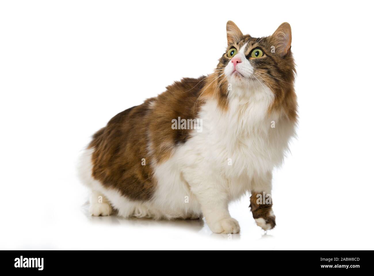 Long-haired domestic cat on white background Stock Photo - Alamy