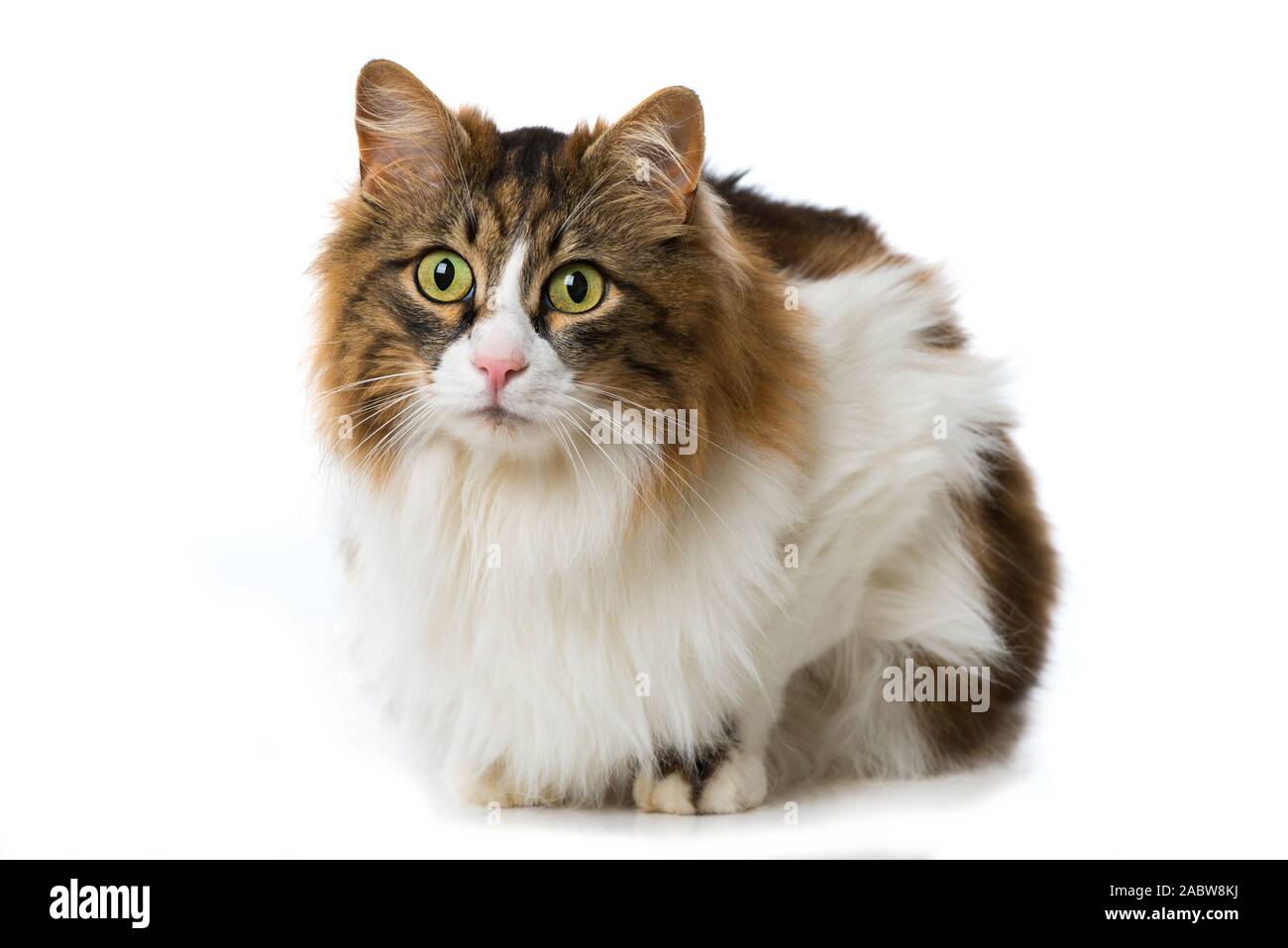 Long-haired domestic cat on white background Stock Photo - Alamy