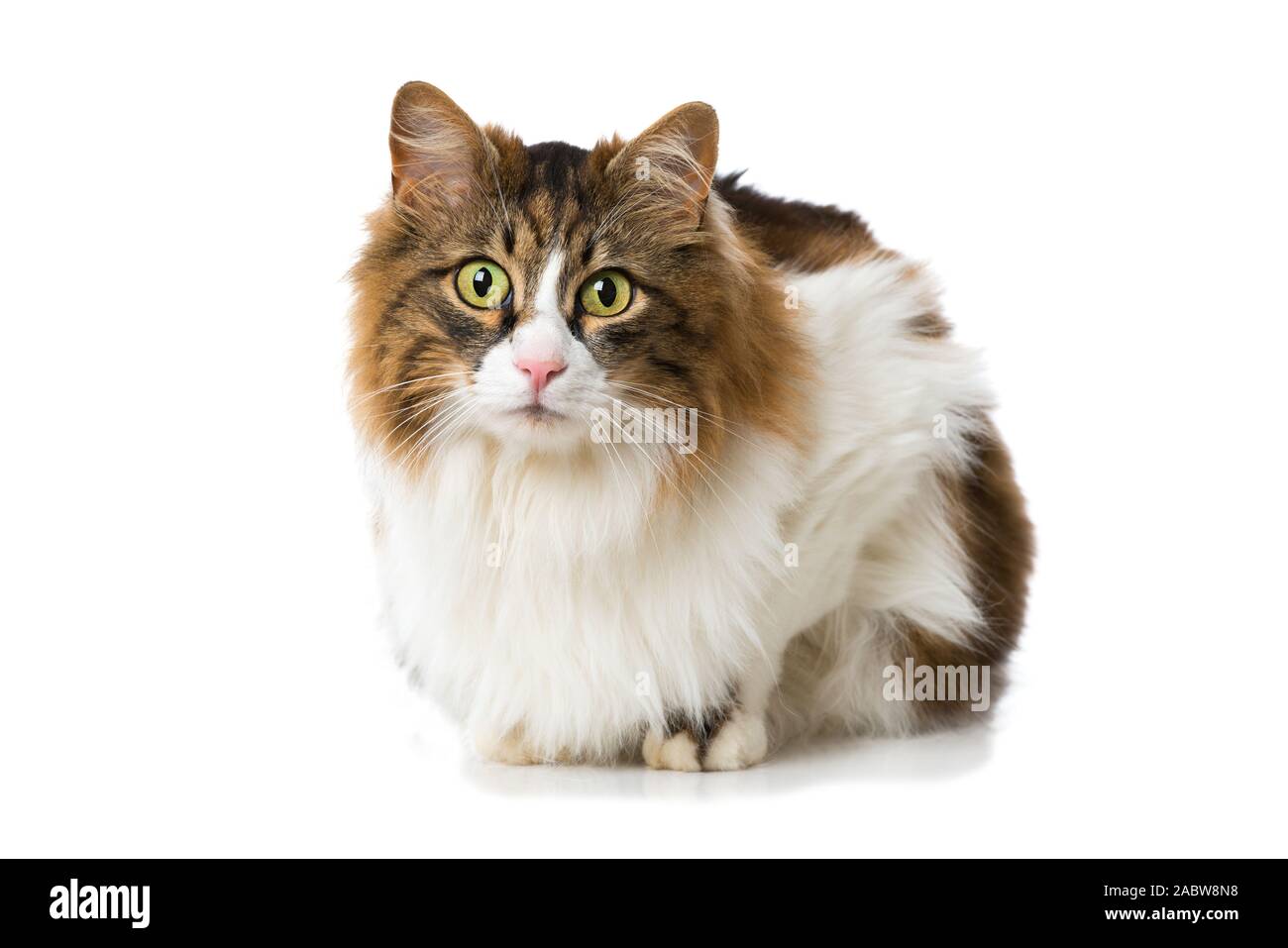 Long-haired domestic cat on white background Stock Photo - Alamy