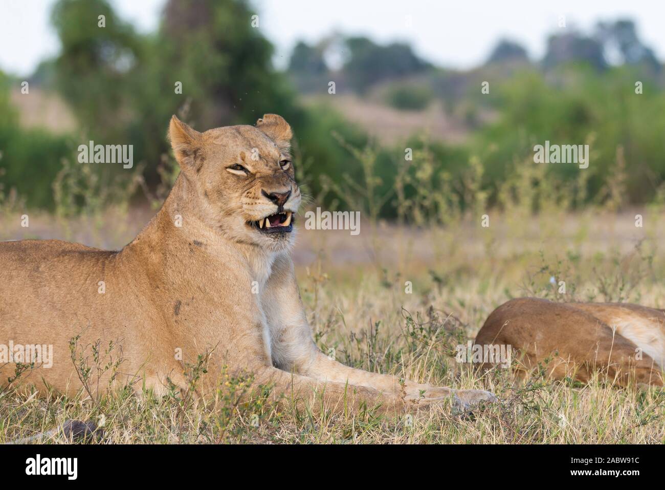 portrait of a female lion relaxing in the grass Stock Photo