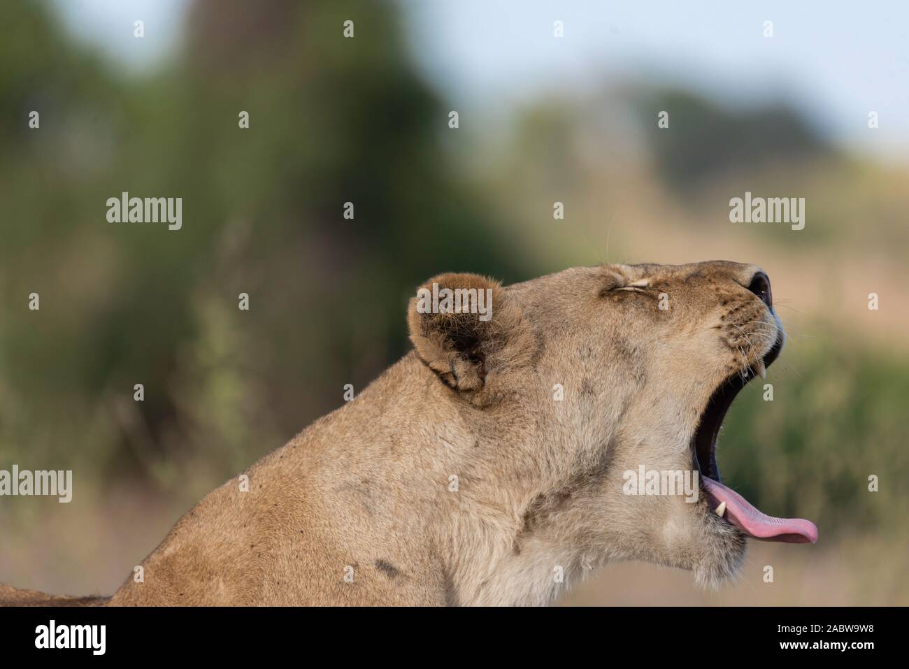 portrait of a female lion relaxing in the grass Stock Photo