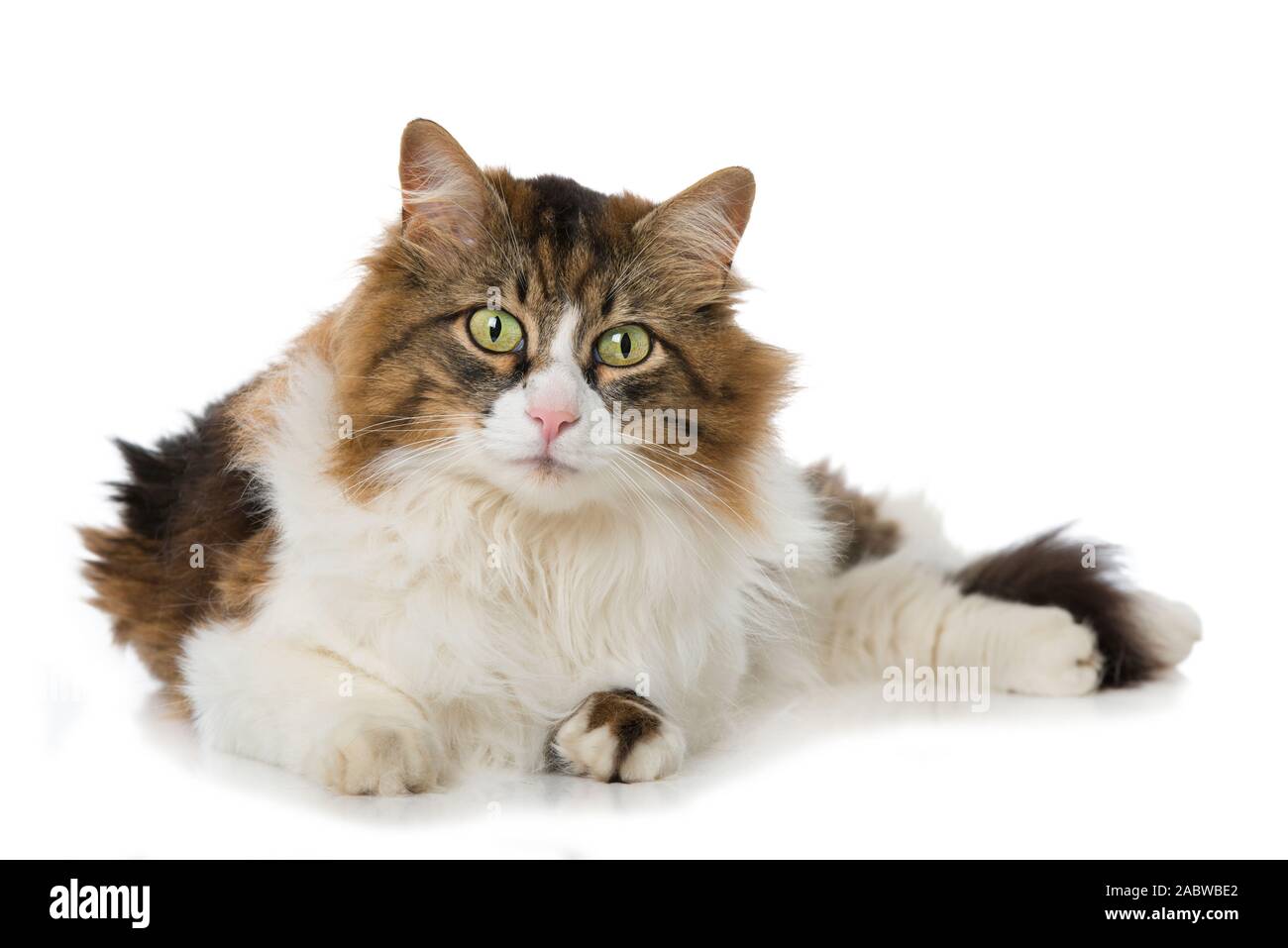Long-haired domestic cat on white background Stock Photo - Alamy