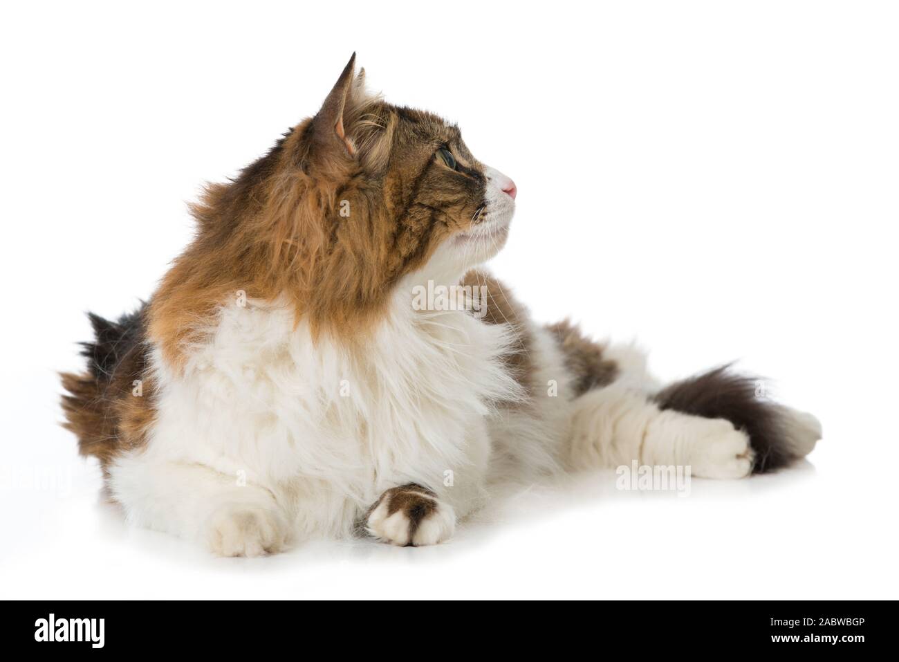 Long-haired domestic cat on white background Stock Photo - Alamy