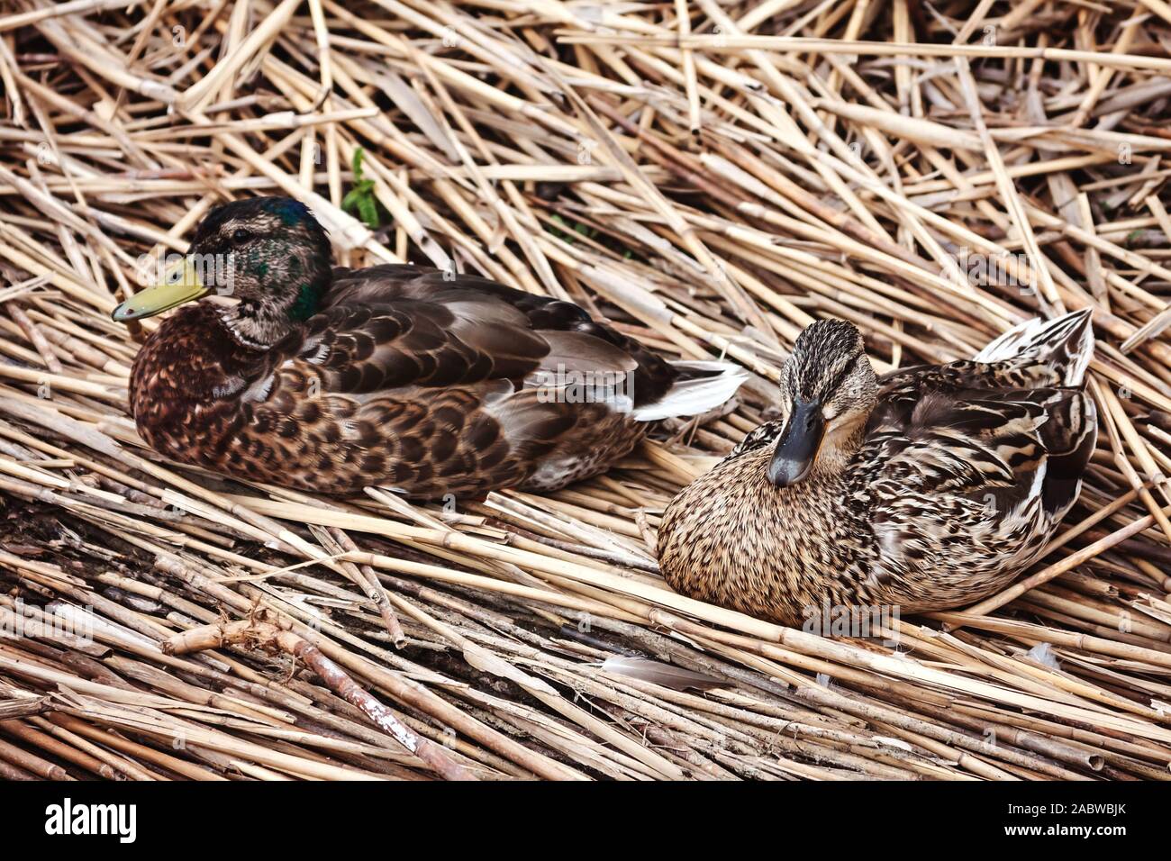Pair of  Mallard ducks laying on dried straws Stock Photo