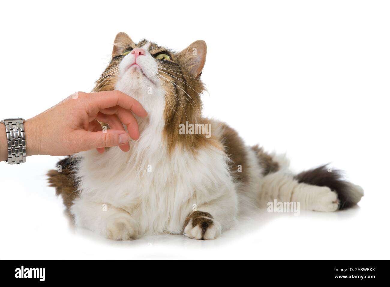 Long-haired domestic cat on white background Stock Photo - Alamy