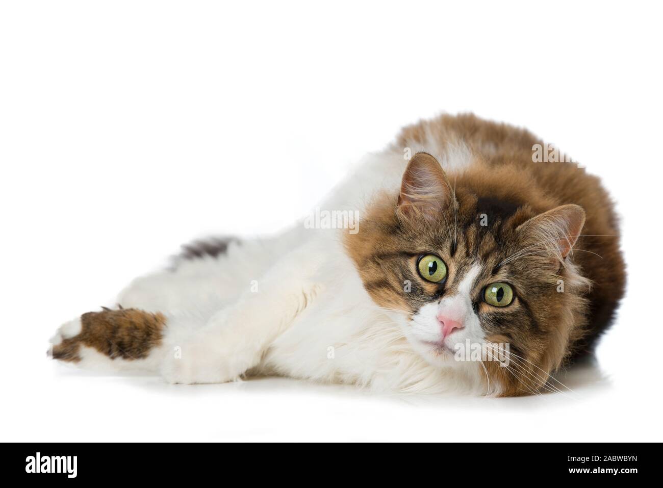Long-haired domestic cat on white background Stock Photo - Alamy