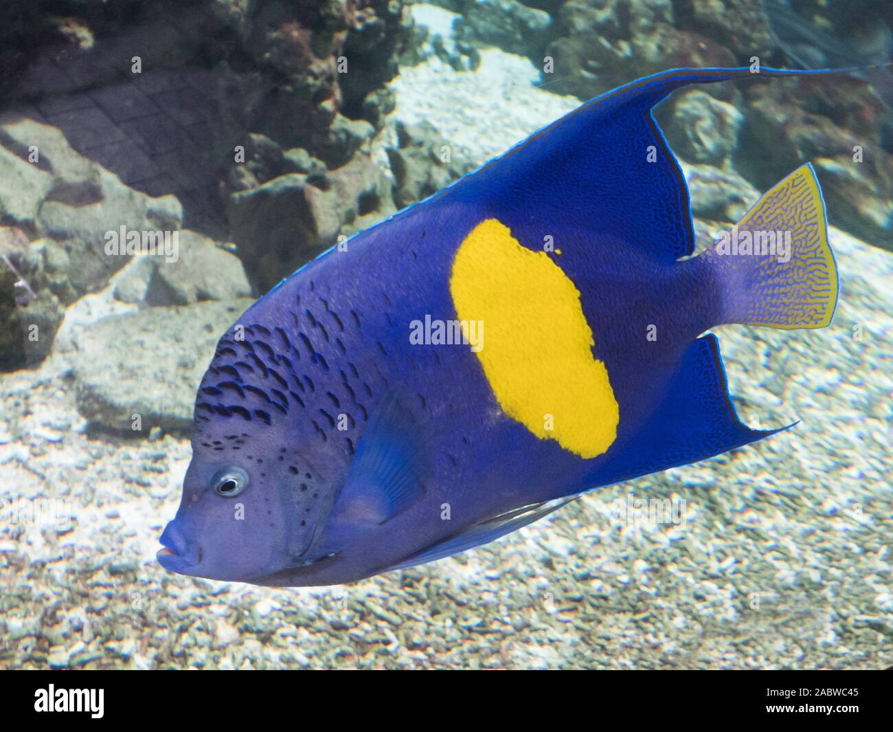 Arabischer Kaiserfisch, Pomacanthus maculosus Stock Photo