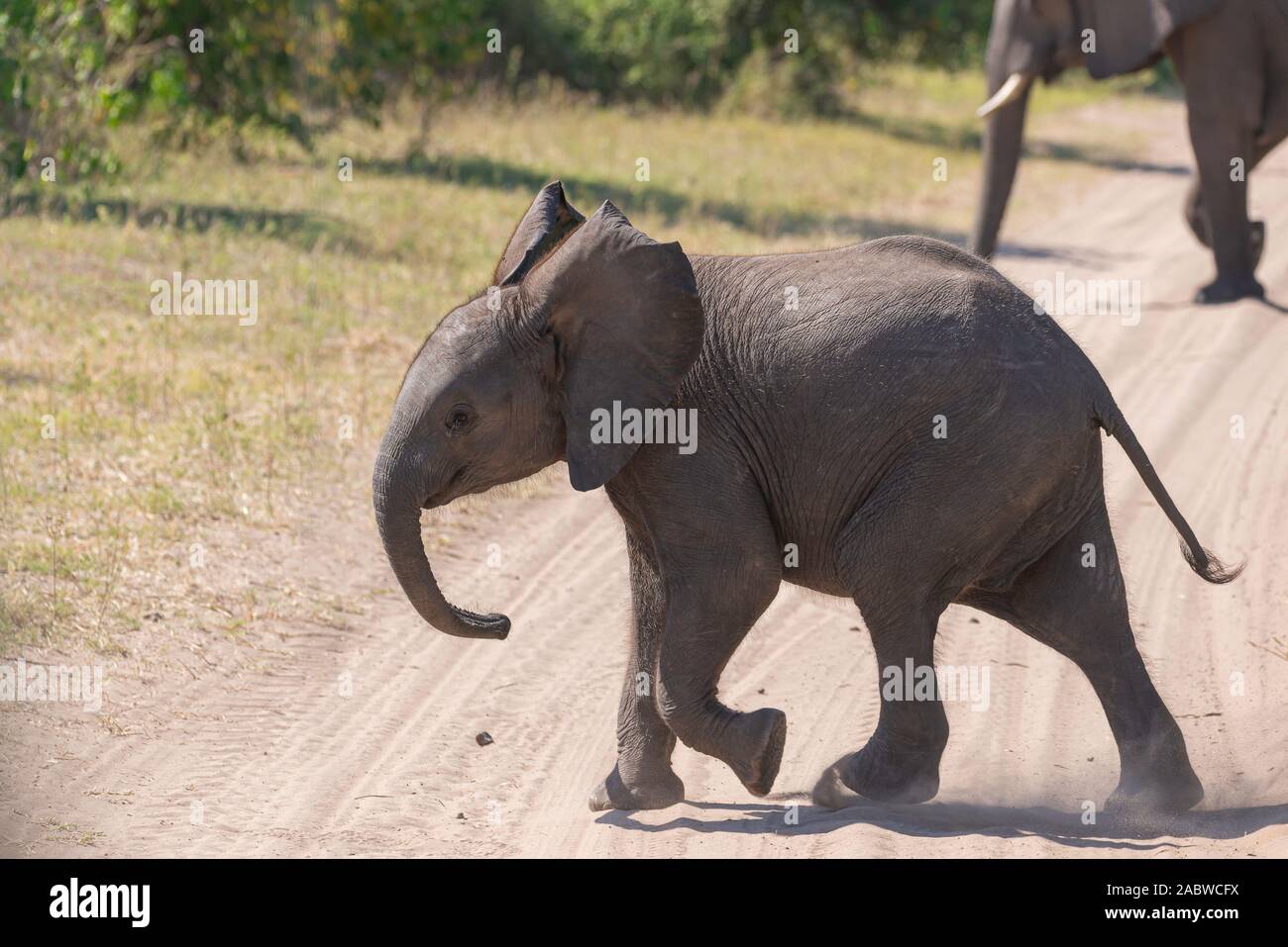 a young elephant in the african savannah Stock Photo