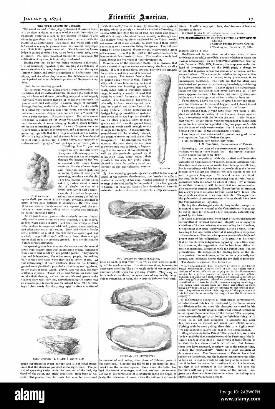 Cultivation of oysters Cut Out Stock Images & Pictures Alamy