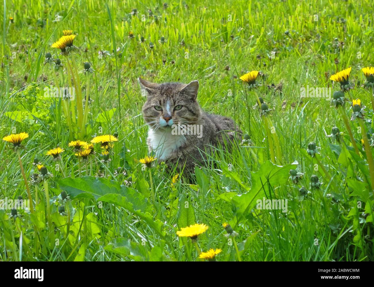 Misstrauische Katze, (suspicious cat), Stock Photo