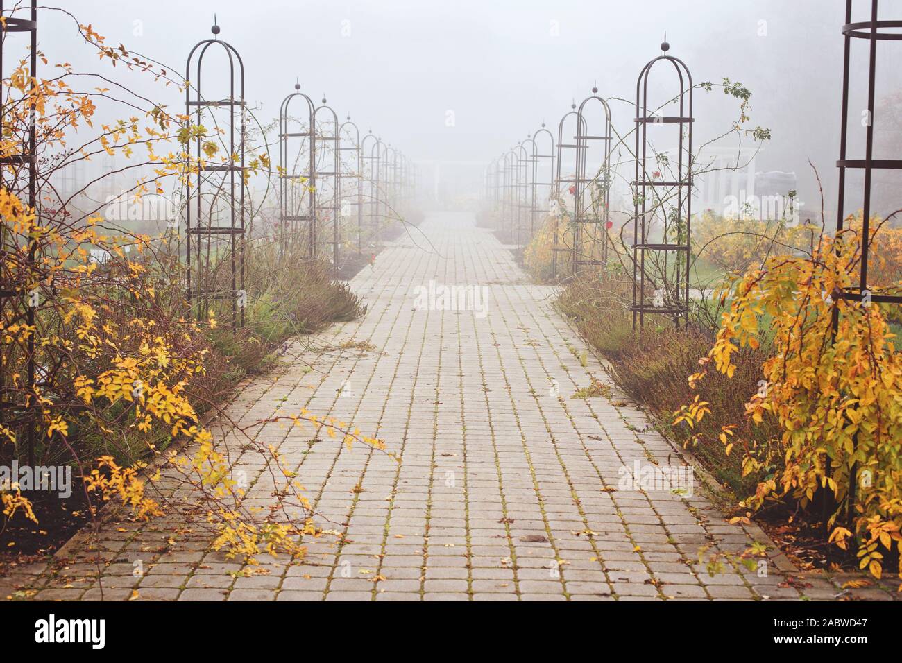 Misty November day in a botanical garden. Muted colors of autumn. Stock Photo