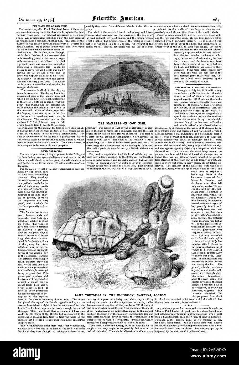 THE MANATEE OR COW FISH. LAND TORTOISES. THE MANATEE OR COW FISH. 4410. Remarkable Electrical Phenomena vi  LAND TORTOISES IN THE ZOOLOGICAL GARDENS LONDON, scientific american, 1875-10-23 Stock Photo