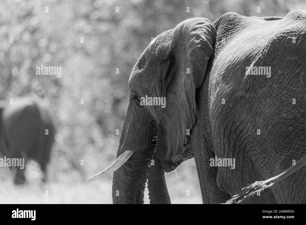 portrait of a big african elephant in the african savannah Stock Photo