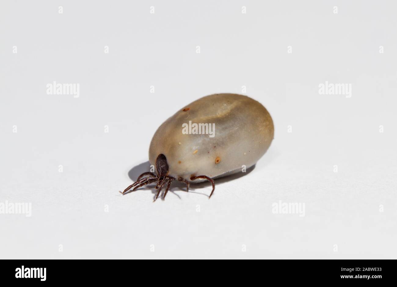 Parasitism tick hi-res stock photography and images - Alamy