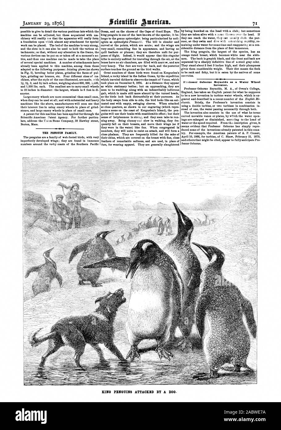 Professor Osborne Reynolds as a Water Wheel Inventor. KING PENGUINS ATTACKED BY A DOG., scientific american, 1876-01-29 Stock Photo