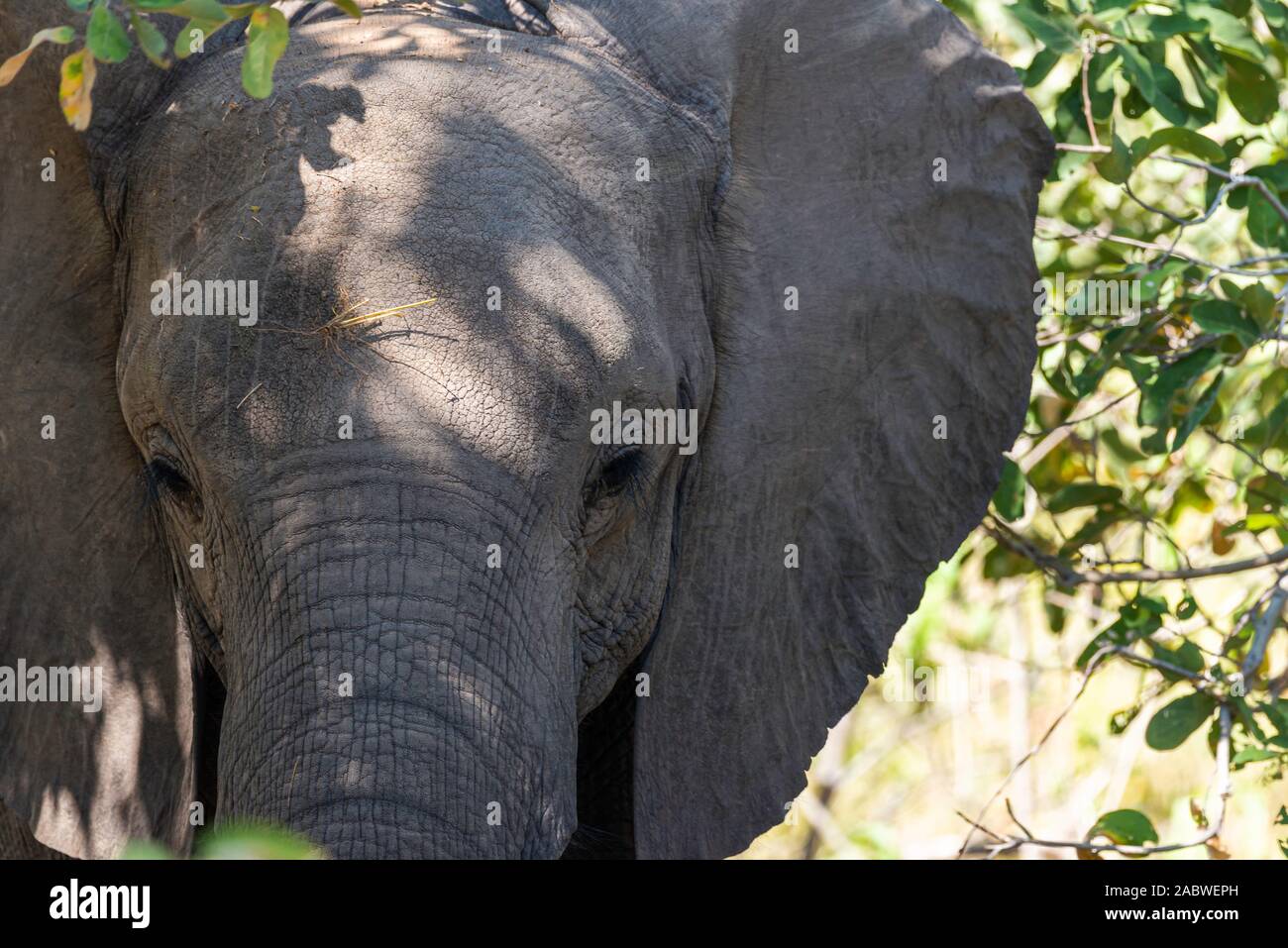 portrait of a big african elephant in the african savannah Stock Photo