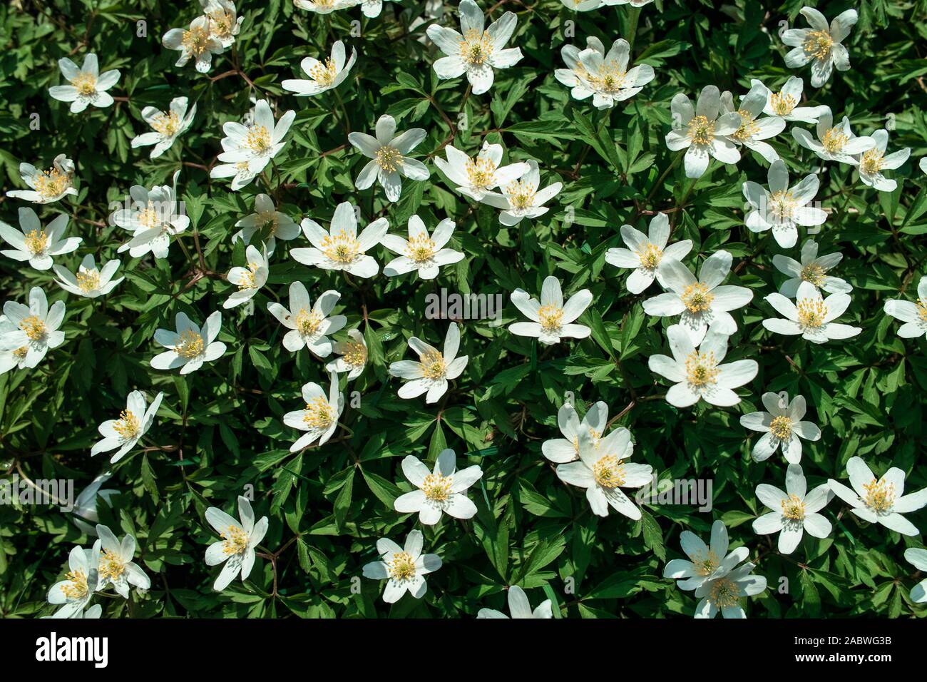 bodenbedeckender flaechenwuchs von fruehbluehenden buschwindröschen vor dem lichtraubenden laubaustrieb der waldbaeume und straeucher Stock Photo