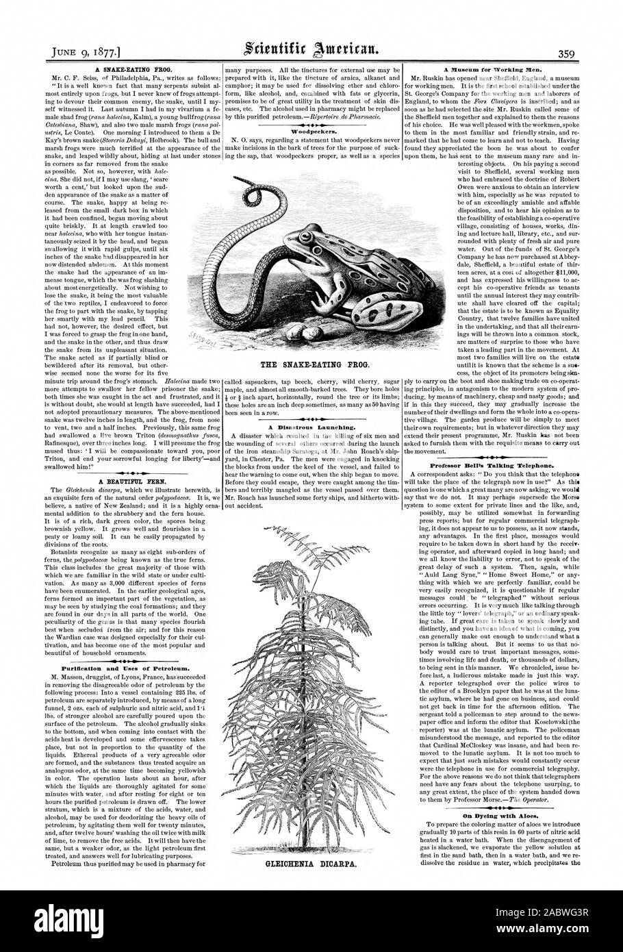 A SNAKE-EATING FROG. Woodpeckers. A Museum for Working Men. Professor Bell's Talking Telephone. On Dyeing with Aloes. A Disastrous Launching. 4  Purification and ITses of Petroleum. GLEICHENIA DICARPA. THE SNAKE-EATING FROG., scientific american, 1877-06-09 Stock Photo