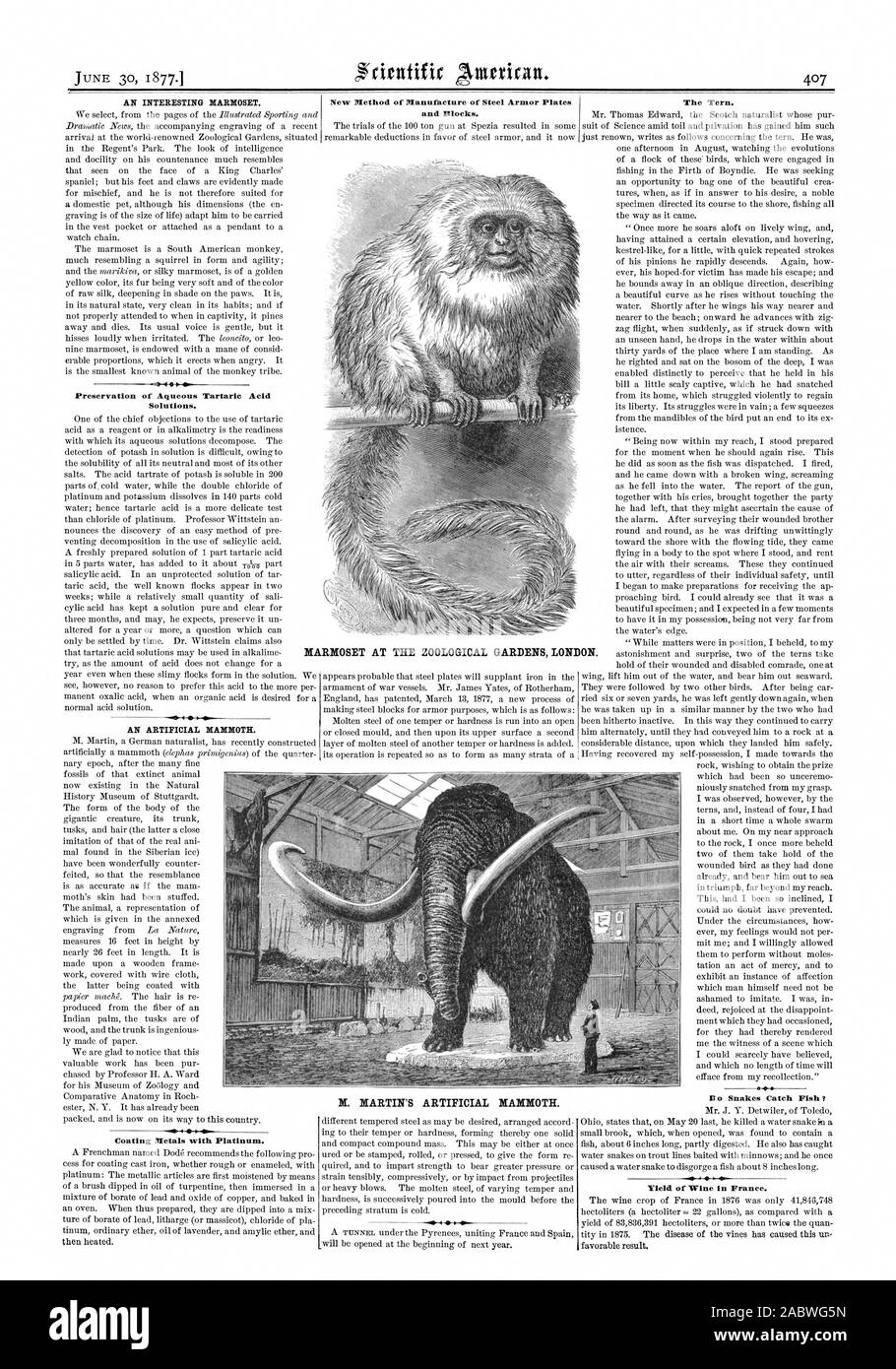 Preservation of Aqueous Tartaric Acid Solutions. A i Coating Metals with Platinum. New Method of Manufacture of Steel Armor Plates and Blocks. The Tern. Yield of Wine in France. MARMOSET AT THE ZOOLOGICAL GARDENS LONDON., scientific american, 1877-06-30 Stock Photo