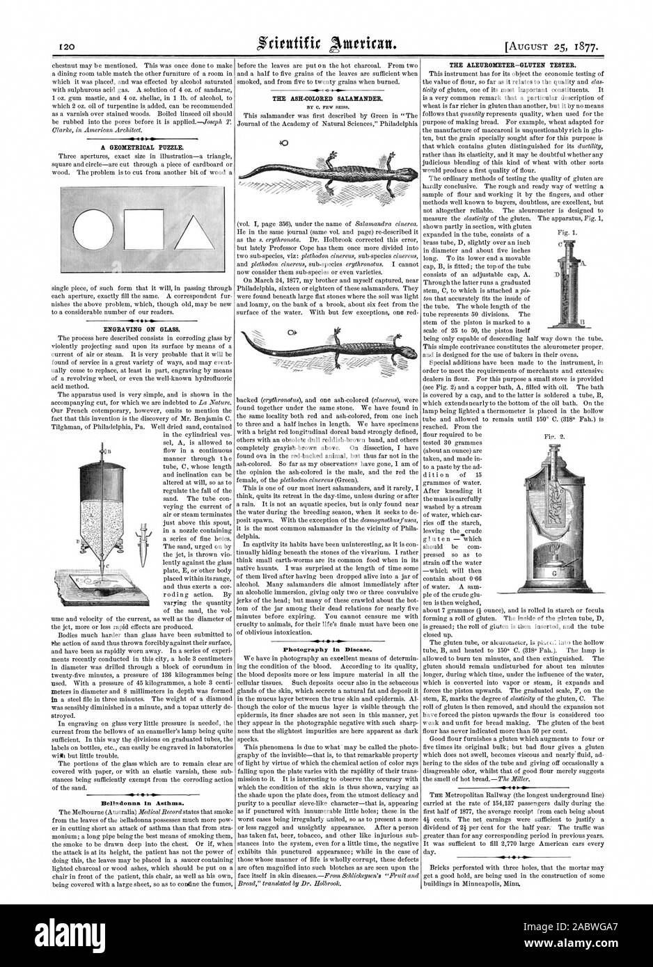 A GEOMETRICAL PUZZLE. ENGRAVING ON GLASS. Belladonna in Asthma. THE ASH-COLORED SALAMANDER. Photography in Disease. THE ALEUROMETER—GLUTEN TESTER. . 406, scientific american, 1877-08-25 Stock Photo