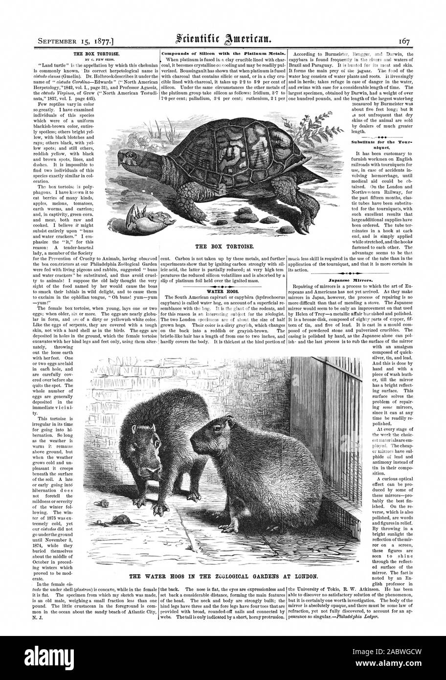 THE BOX TORTOISE. Compounds of Silicon with the Platinum Metals. WATER HOGS. Substitute for the Tour. niquet. Japanese Mirrors. THE BOX TORTOISE. THE WATER HOGS IN THE ZOOLOGICAL GARDENS AT LONDON., scientific american, 77-09-15 Stock Photo