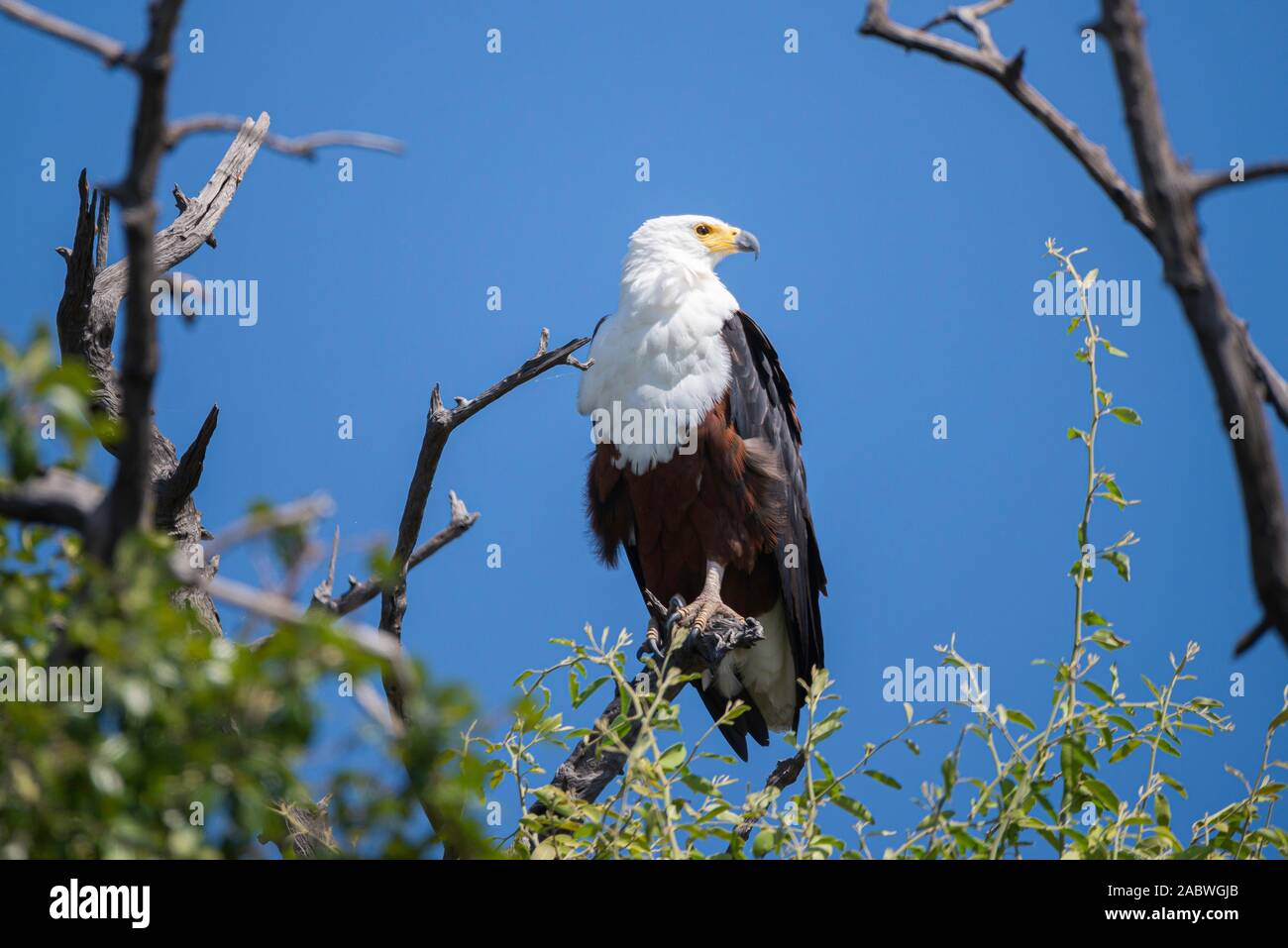 a african fish eagle sitting in a tree next to chobe river Stock Photo