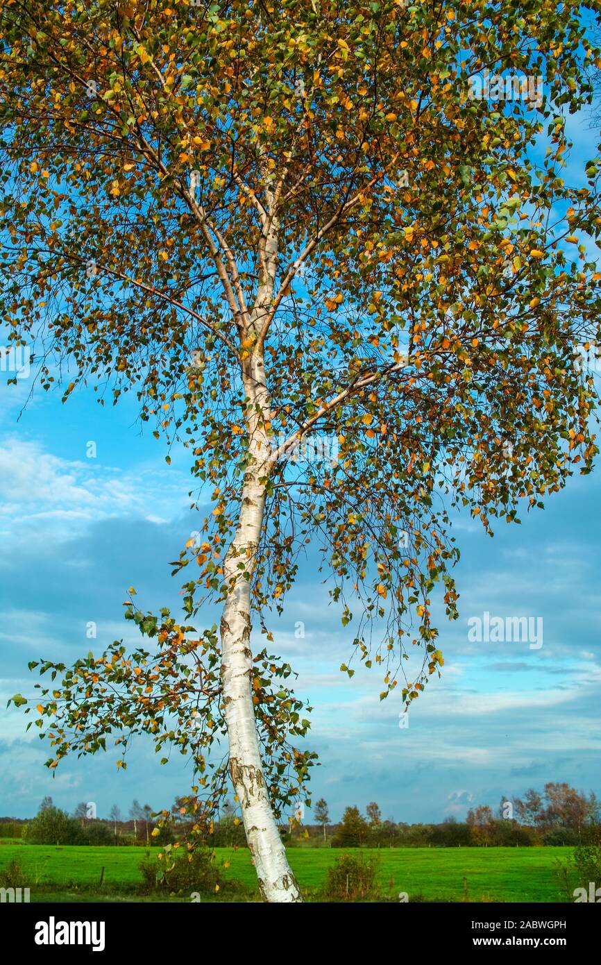 herbstlich belaubte moorbirke Stock Photo