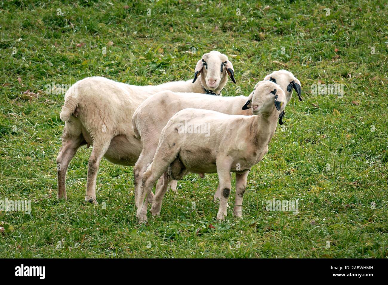 A group of the rare and protected breed Villnoesser spectacles sheep (Brillenschaf) in Italy on a pasture in St Maddalena looking curiously Stock Photo