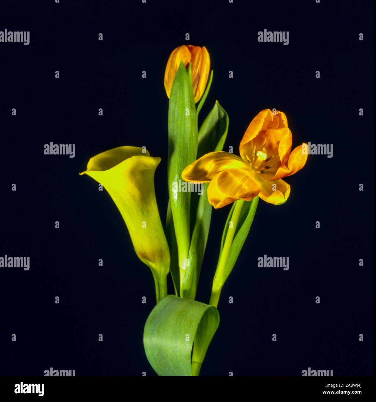gelbe zantedeschia und orangefarbene tulpen mit tulpenblaettern; dunkler hintergrund. yellow zantedeschia and orange tulips together with tulip-leaf; Stock Photo