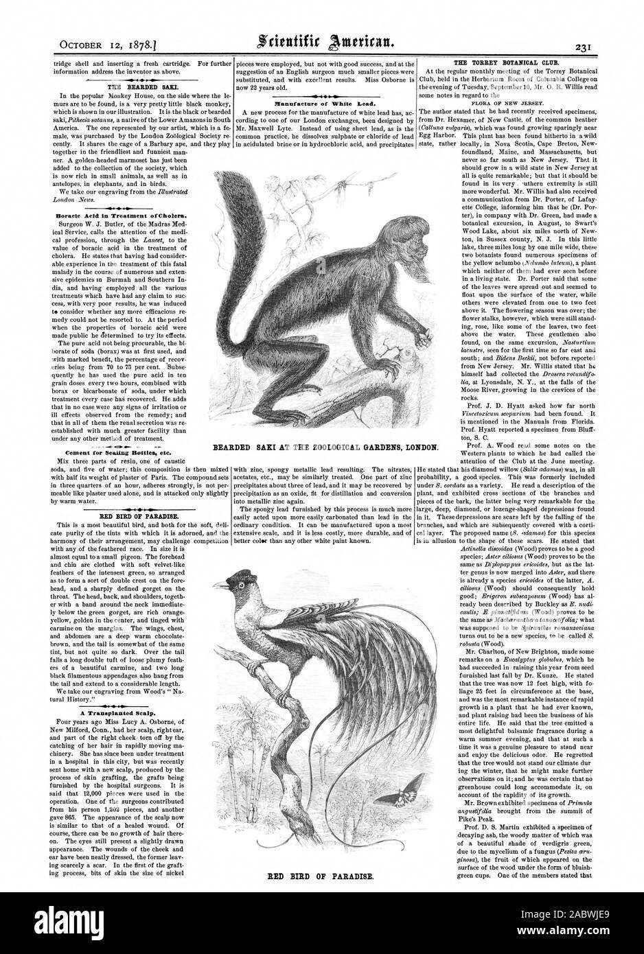 THE BEARDED SAKI Boracic Acid in Treatment ofCholera. Cement for Sealing Bottles etc. RED BIRD OF PARADISE. A Transplanted Scalp. Manufacture of White Lead. THE TORREY BOTANICAL CLUB. BEARDED SAKI AT THE ZOOLOGICAL GARDENS L NDON. RED BIRD OF PARADISE., scientific american, 1878-10-12 Stock Photo
