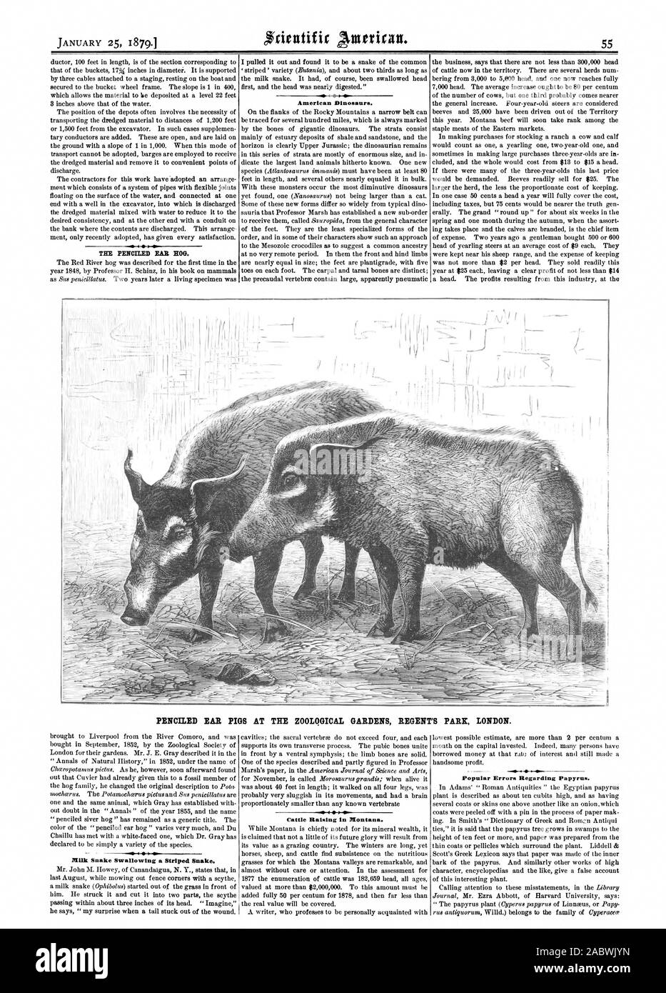 TEl PENCILED EAR HOG. American Dinosaurs. PENCILED EAR PIGS AT THE ZOOLOGICAL GARDENS REGENT'S PARK LONDON. Milk Snake Swallowing a Striped Snake. Cattle Raising In Montana. Popular Errors Regarding Papyrus., scientific american, 1879-01-25 Stock Photo