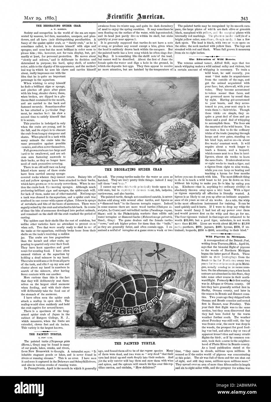 THE DECORATING SPIDER CRAB. THE PAINTED TURTLE. The Education of Wild Beasts. Wild Pigeons in Michigan. THE DECORATING SPIDER CRAB THE PAINTED TURTLE., scientific american, 1880-05-29 Stock Photo