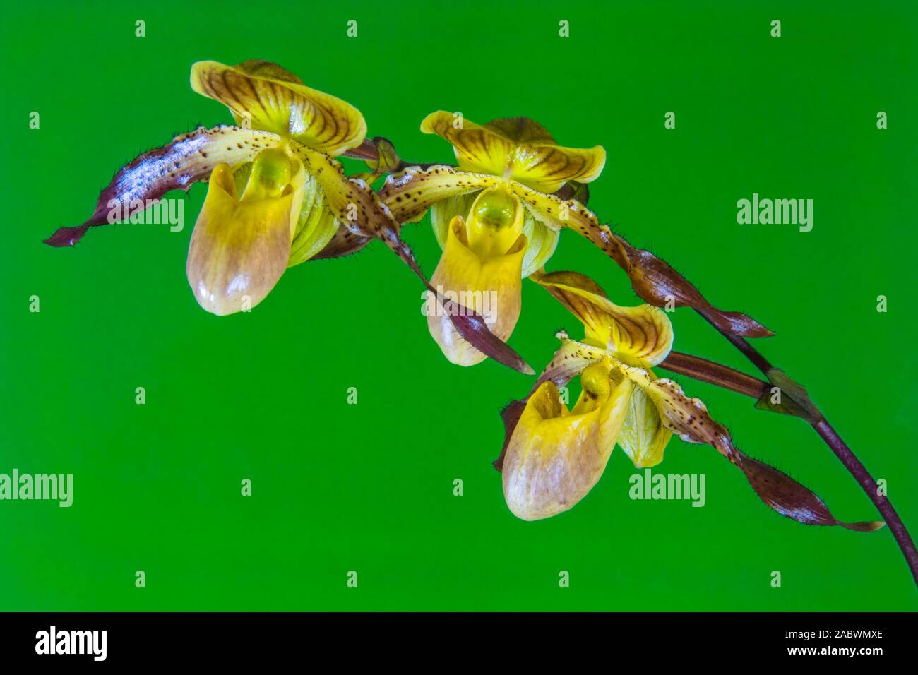 zweig einer frauenschuh-orchidee mit drei blueten vor gruenem hintergrund Stock Photo
