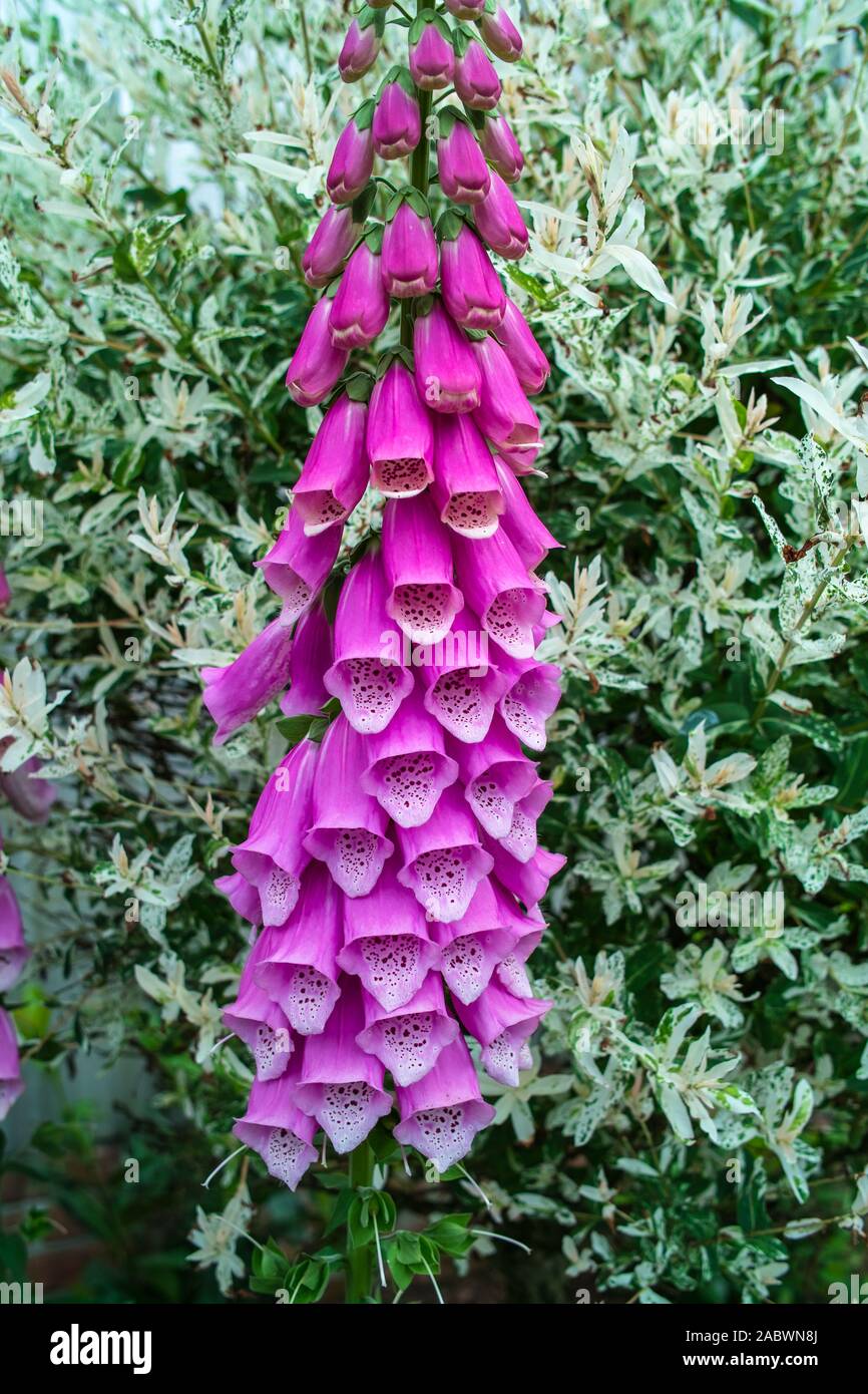 bluehende digitalis Stock Photo