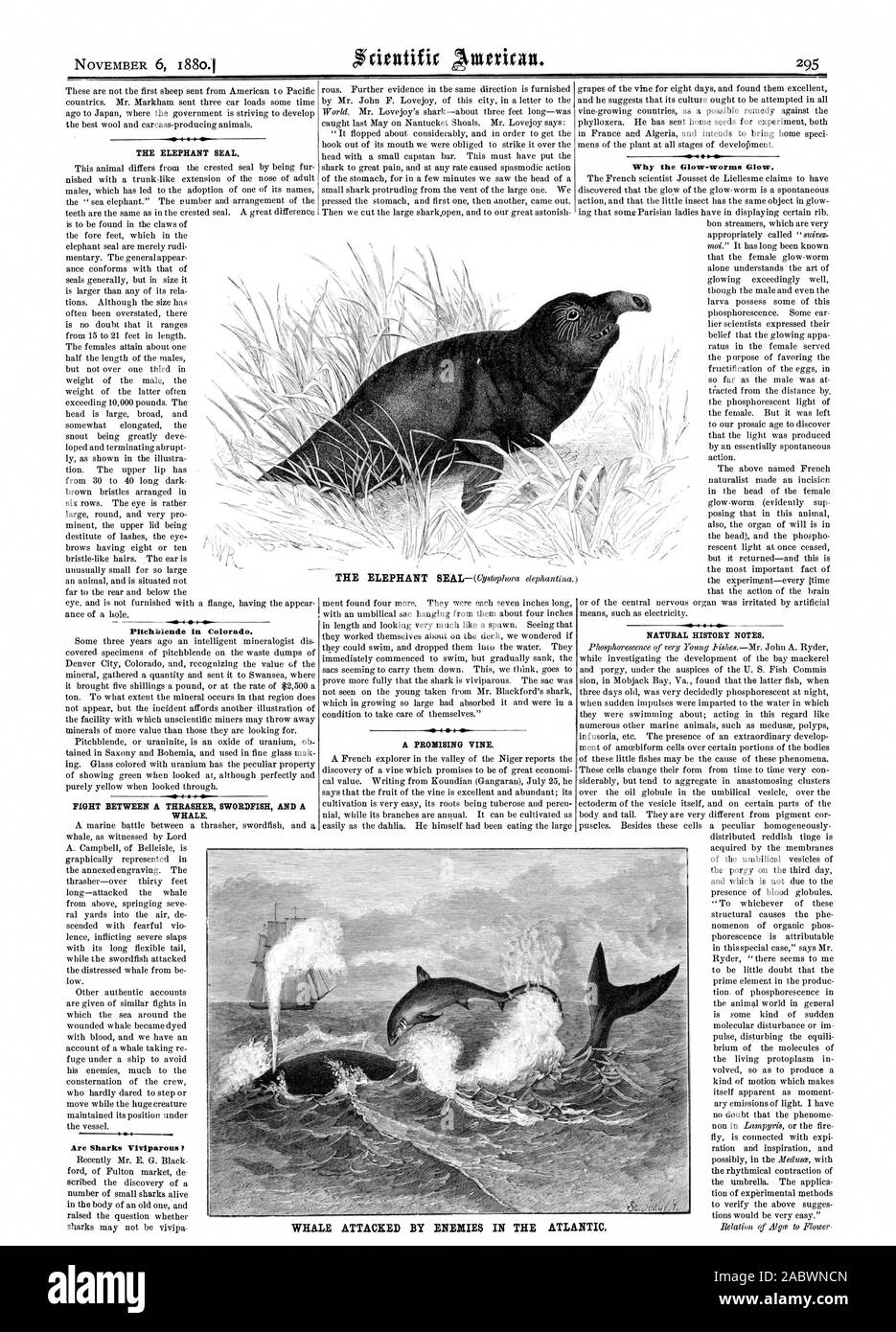 THE ELEPHANT SEAL. Pitchblende in Colorad WHALE. Why the Glow-worms Glow. NATURAL HISTORY NOTES. WHALE ATTACKED BY ENEMIES IN THE ATLANTIC. I Are Sharks Viviparous?, scientific american, 1880-11-06 Stock Photo