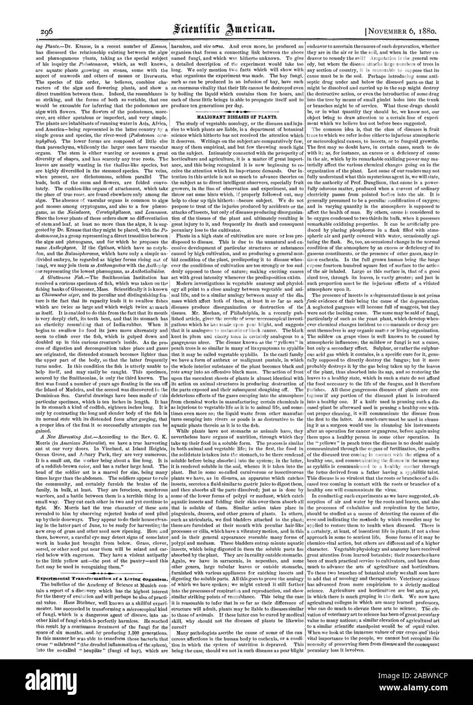 Experimental Transformation of a Living Organism. MALIGNANT DISEASES OF PLANTS., scientific american, 1880-11-06 Stock Photo