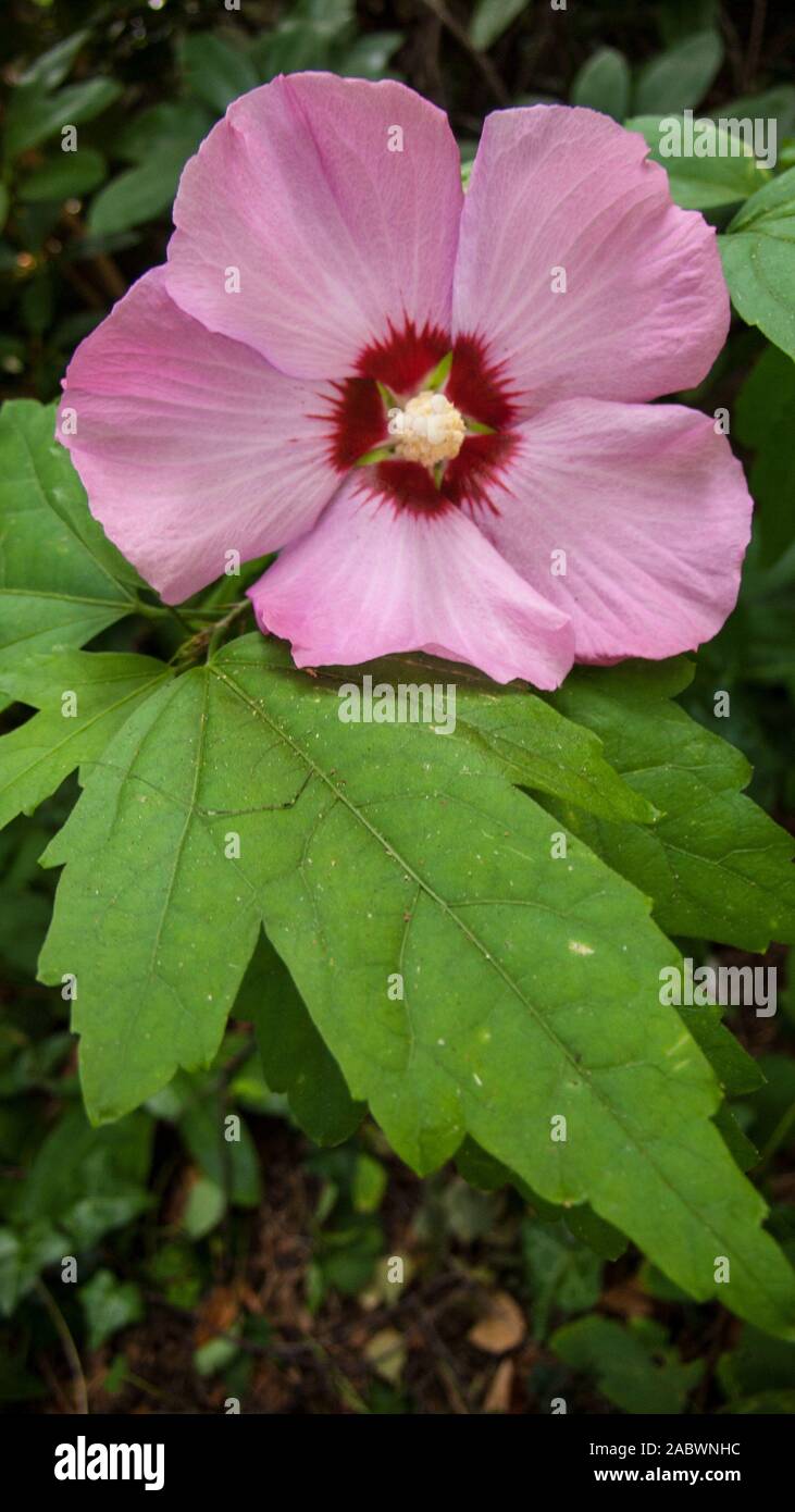 Strauch Eibisch Stock Photos Strauch Eibisch Stock Images Alamy
