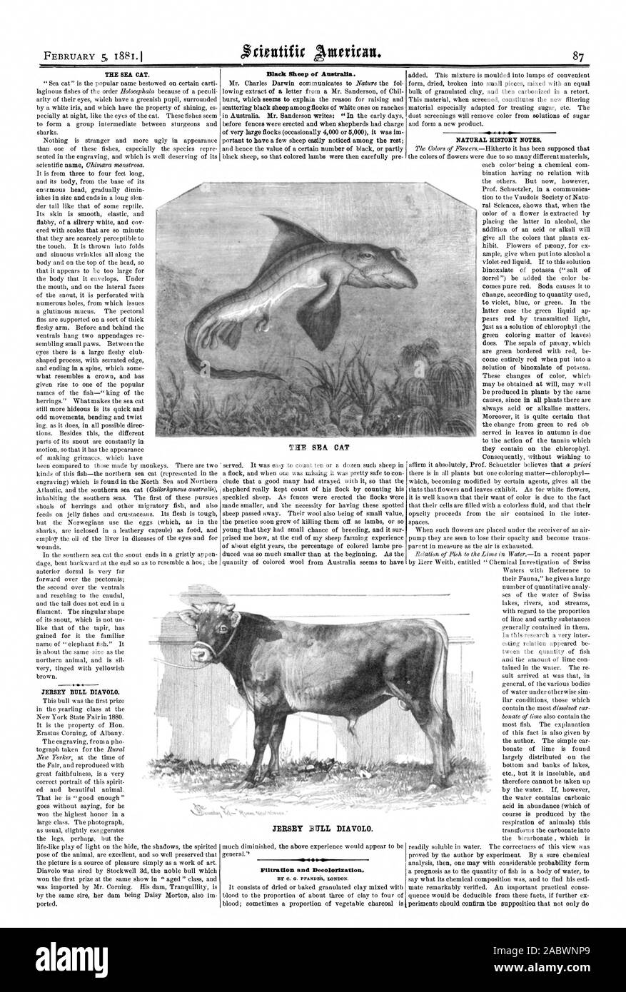 THE SEA CAT. JERSEY BULL DIAVOLO. Black Sheep of Australia. Filtration and Decolorization. BY CI. G. PFANDEFL LONDON. NATURAL HISTORY NOTES. THE SEA CAT JERSEY BULL DIAVOLO., scientific american, 1881-02-05 Stock Photo