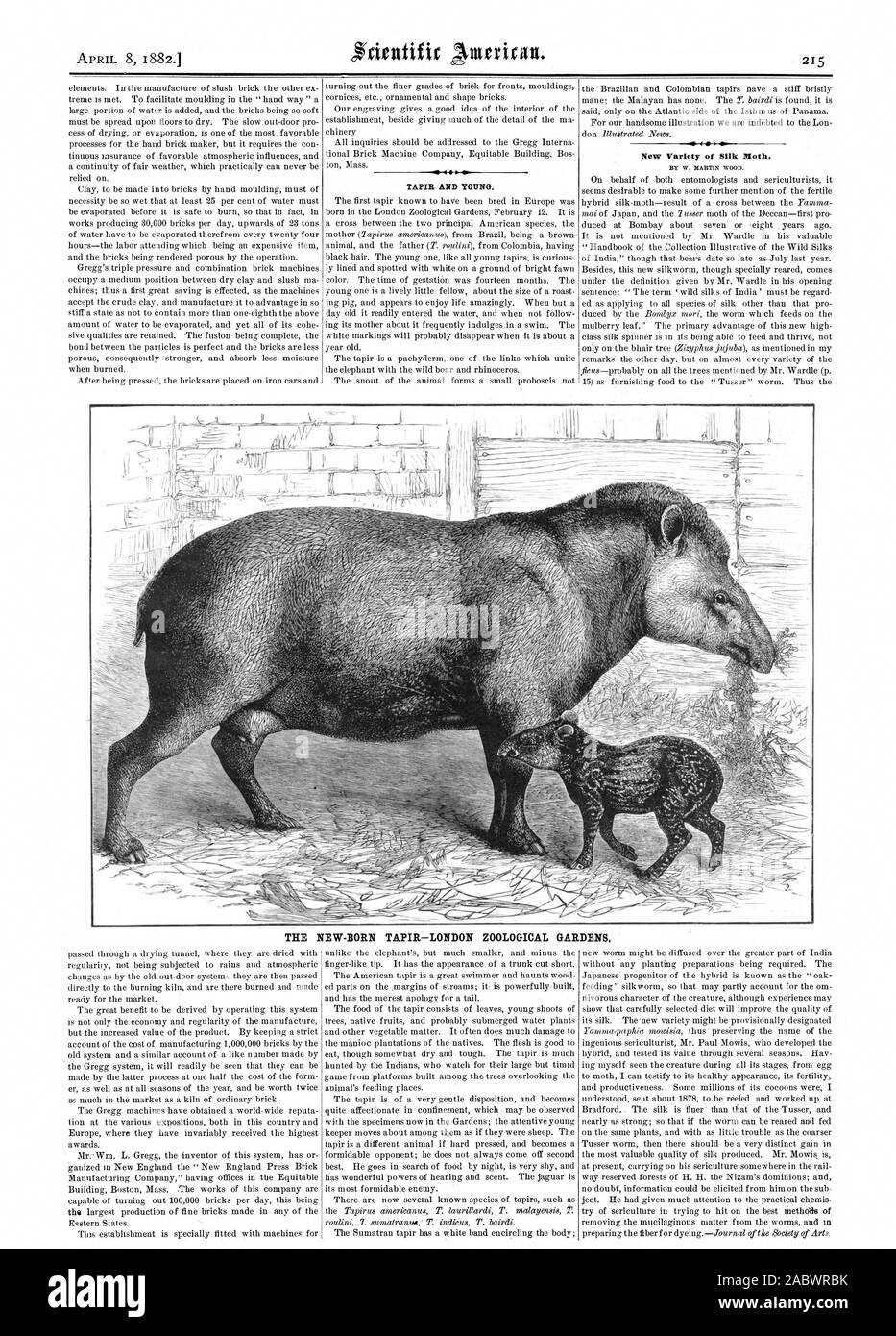 TAPIR AND YOUNG. New Variety of Silk Moth. BY W. MARTIN WOOD. THE NEW-BORN TAPIR—LONDON ZOOLOGICAL GARDENS., scientific american, 1882-04-08 Stock Photo