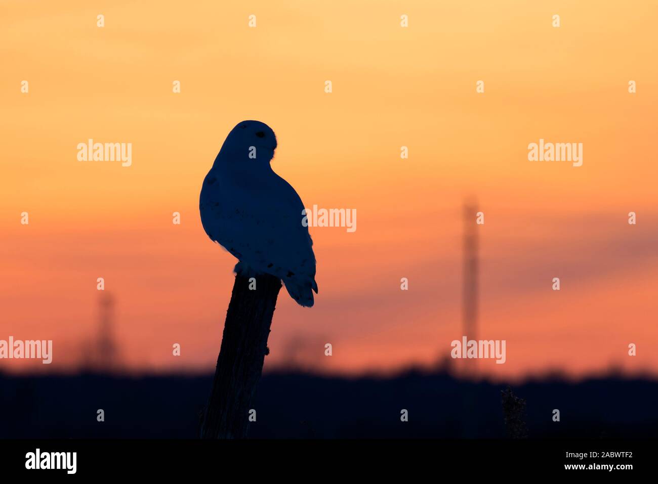 Snowy owl hunting at sunset Stock Photo