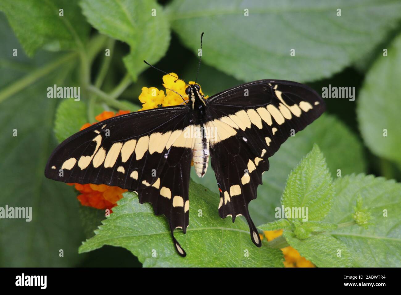 Thoas swallowtail butterfly or Papilio thoas Stock Photo - Alamy
