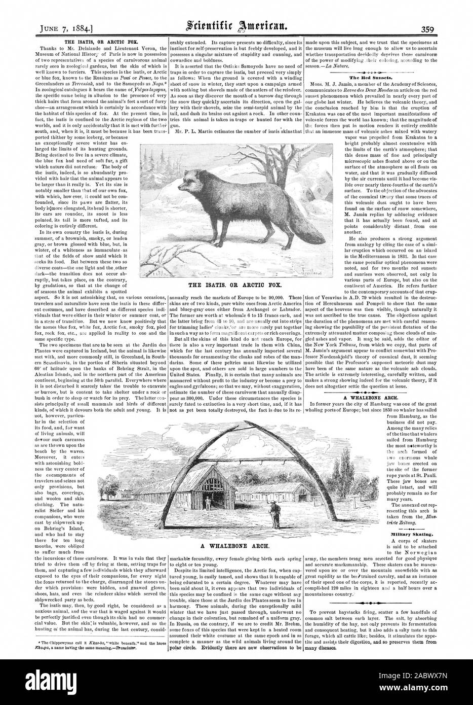 THE ISATIS. OR ARCTIC FOX. The Red Sunsets. Military Skating. A WHALEBONE ARCH., scientific american, 1884-06-07 Stock Photo