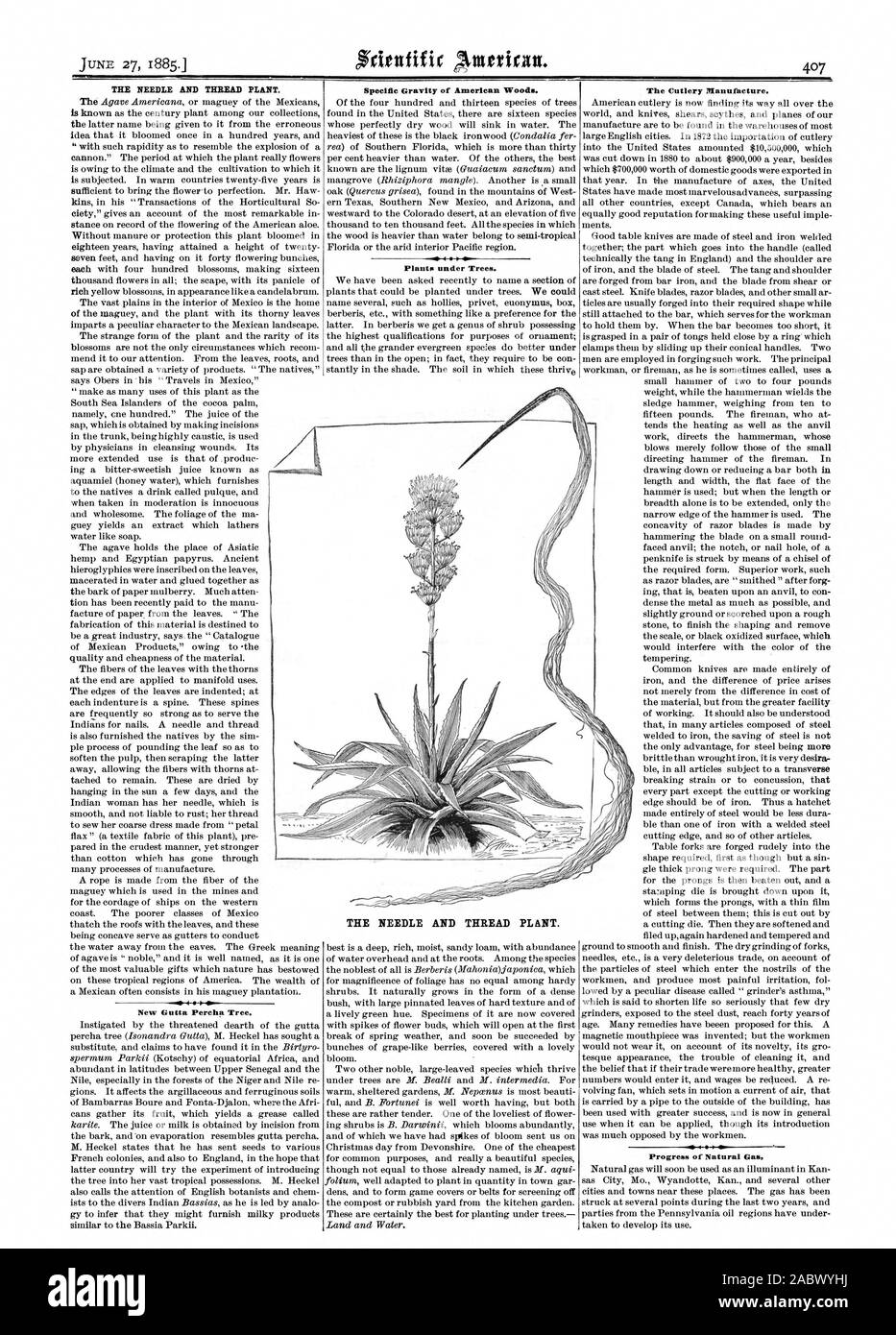 THE NEEDLE AND THREAD PLANT. New Gutta Percha Tree. Specific Gravity of American Woods. Plant. under Trees. The Cutlery Manufacture. Progress of Natural Gas. THE NEEDLE AND THREAD PLANT., scientific american, 1885-06-27 Stock Photo
