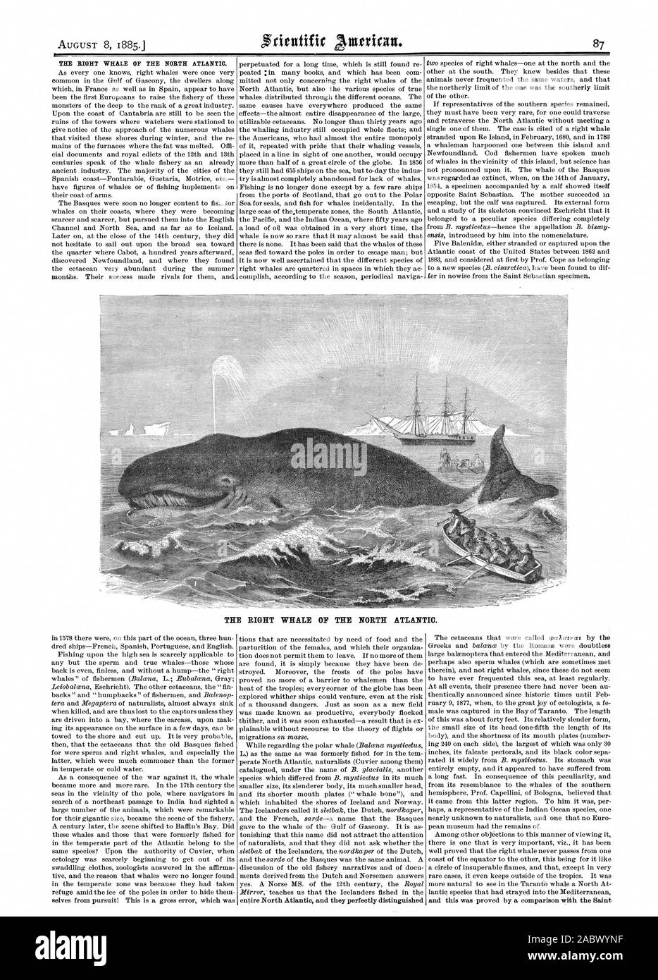THE RIGHT WHALE OF THE NORTH ATLANTIC. THE RIGHT WHALE OF THE NORTH ATLANTIC., scientific american, 1885-08-08 Stock Photo