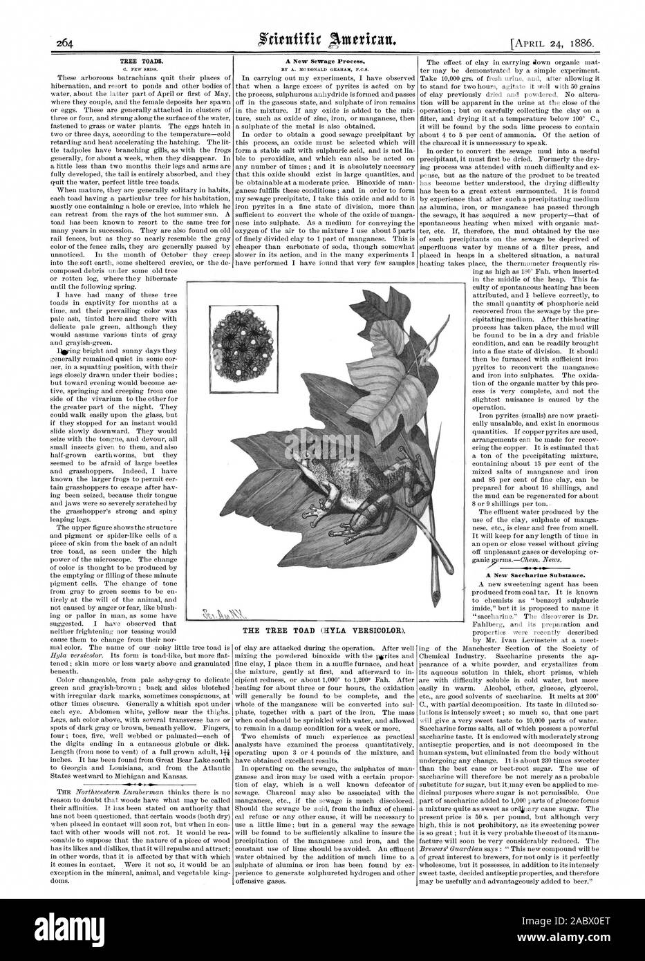 TREE TOADS. C. FEW SEM. A New Sewage Process. BY A. MC DONALD GRAHAM P.0.13. S  A New Saccharine Substance. THE TREE TOAD (HYLA VERSICOLOR)., scientific american, 1886-04-24 Stock Photo