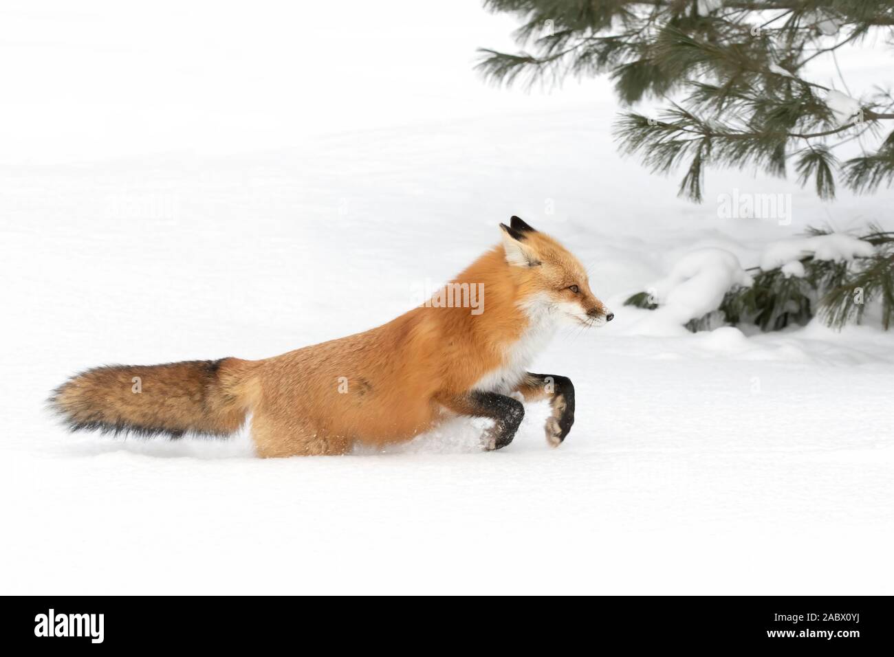 Red fox with a bushy tail and orange fur coat isolated on white background running through the freshly fallen snow in winter in Algonquin Park, Canada Stock Photo